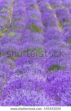 field of lavender 