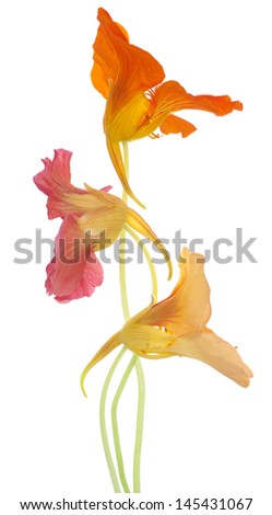 Studio Shot of Orange and Yellow Colored Nasturtium Flowers Isolated on White Background. Large Depth of Field (DOF). Macro. Symbol of Patriotism and Conquest.