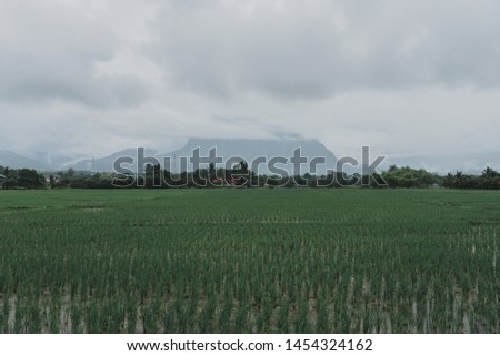 Rice fields with mountains in a cool climate, Chiangdao, Chiang Mai, Thailand