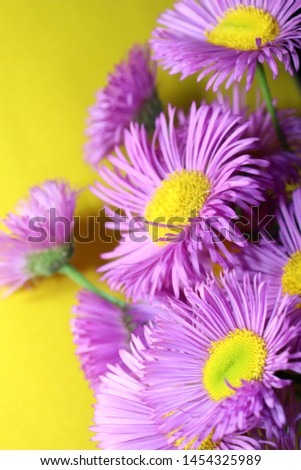 Bouquet of lilac asters close-up on yellow background
