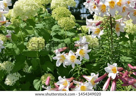 flowers on flower beds in the garden, landscape design of the garden