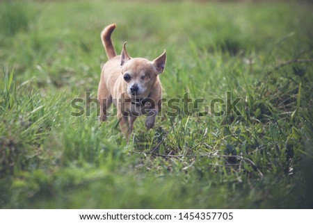 Eyeless Chihuahua dog, 12 years old on grass