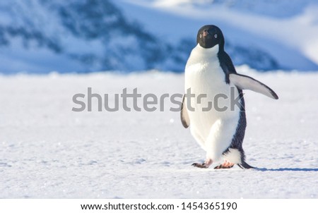 Penguin walking on the frozen sea with mountains in the background