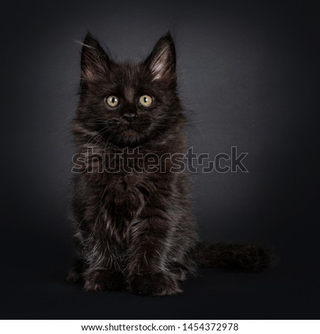Fluffy solid black Maine Coon cat kitten, sitting facing front. Looking beside camera. Isolated on black background.