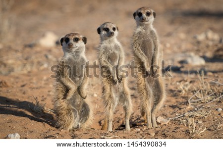 Three Suricate standing shortest to tallest, guarding there home in the Kalahari desert
