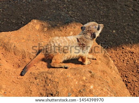 Baby meerkat scurries across a rock in the evening sun.