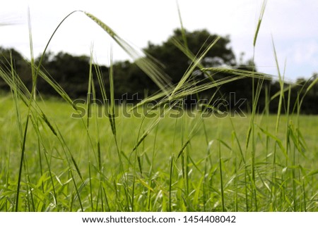 A field of vibrant green wild weeds with a deep green forest in the distant, blurred background