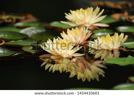 The reflection of yellow lotus in pond