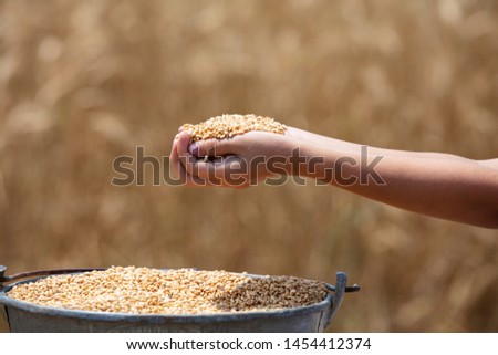 The agronomist in the wheat field holds ripe wheat bread wheat in his hands. The concept of farming.