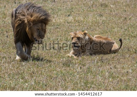 Lion and a lioness in the Savannah