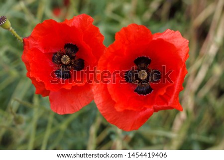 red poppy flowers as two eyes in a flower bed
