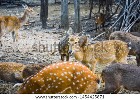 The chital or cheetal also known as spotted deer or axis deer  the young deer is standing next to a tree beautiful  in thailand 