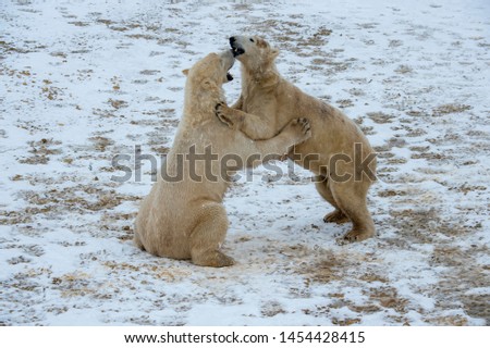 wrestling polar bears in the snow