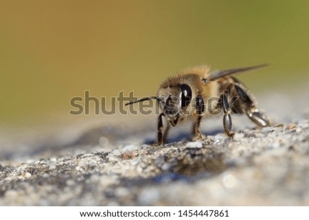 Cape honeybee facing camera on a concrete wall. Nature macro.
