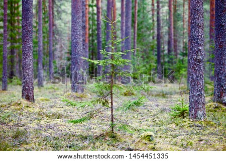 Young coniferous tree sprout in the forest. Spring sapling in pine tree forest. Coniferous forest landscape. Nature reserve. Evergreen Green Pine tree forest. Primeval Woodland. Fir trees. Pine trees. Royalty-Free Stock Photo #1454451335