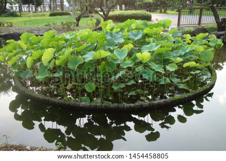 
Lotus floating in the pond.