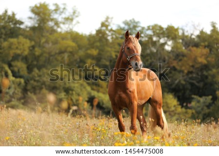Brown horse Welsh pony with long blonde mane standing in high grass in autumn by sunset and forest in background