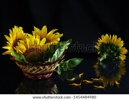  Composition with three flowers, dried petals and fresh green leaves of sunflower in a wicker little basket on a black background with a reflection.                 