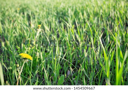 Bright green grass with dandelion. Summer background. Green clean planet concept