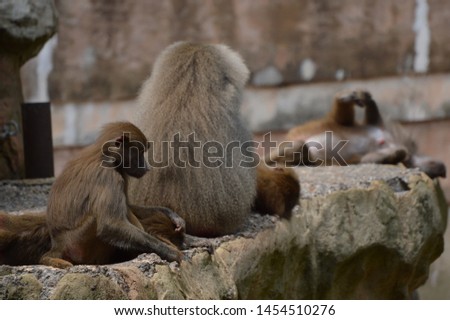 A group of baboons relaxing in the afternoon light, with the forground in focus