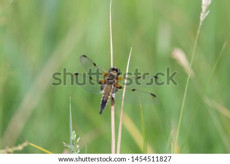Four-spotted chaser (Libellula quadrimaculata) in early morning.