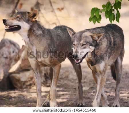Laughing Wolves, must have been a great joke