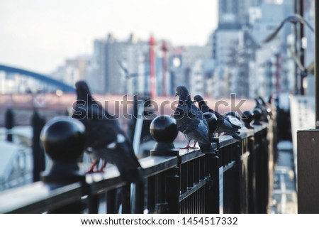 picture showing some pigeons sitting in a row on a handrail at sumida river in tokyo, japan, copy space