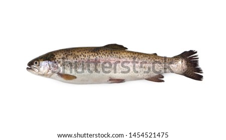 Rainbow trout - Oncorhynchus mykiss - Trota Salmonata isolated on white Royalty-Free Stock Photo #1454521475