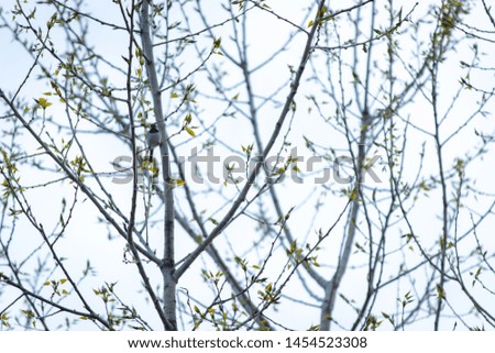 Tree Branches Against Blue Sky