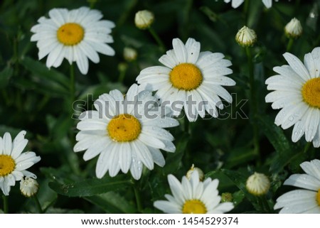 White Daisy Flowers in a Garden
