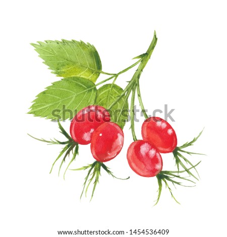 Rosehip berries. Hand drawn watercolor painting. Illustration  on white background