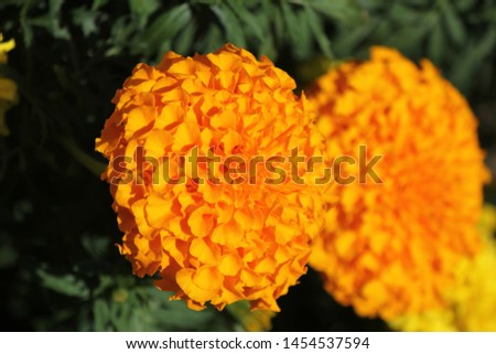 Beautiful yellow orange marigolds bloom in the garden during the spring.