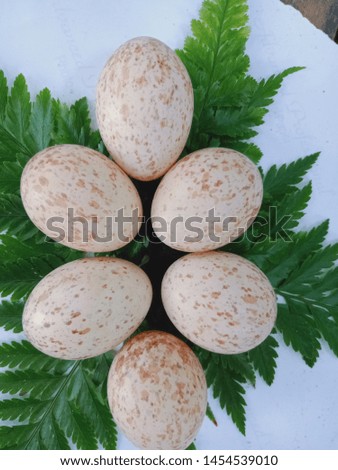 the bird's paddy eggs are ready to hatch great for your collection