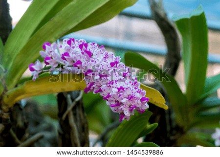 Close-up pictures of pink Orchid flowers in the garden,Rhynchostylis gigantea orchid
