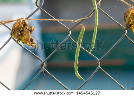 dry leaves on the fence