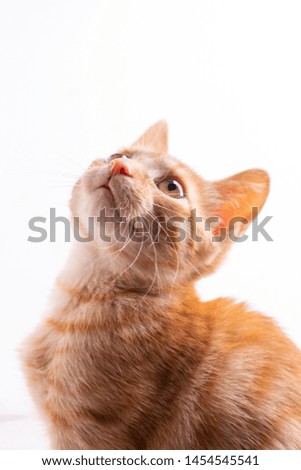 young red cute kitten on white paper, looking up. Isolated
