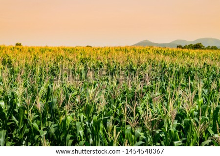 corn field in agricultural garden and light shines sunset