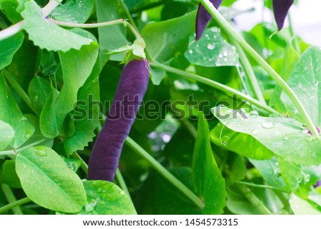 Purple pea pod in the garden on a cloudy day. Agricultural concept, farming season