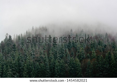 spring forest in the fog