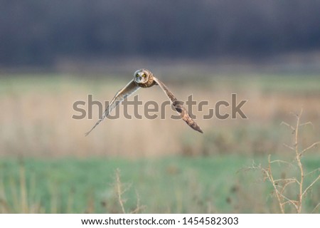 A Short-eared Owl flies over a field in soft overcast light with a smooth background.