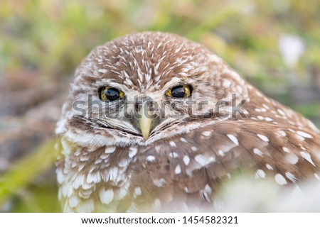 A close-up of a Florida Burrowing Owl shows the details of its yellow and brown eyes and feathers.
