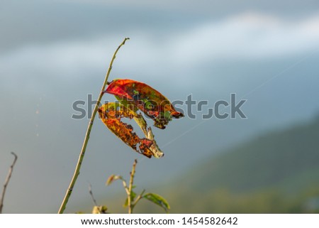 dry red leaves with fresh background, photo use for idea design