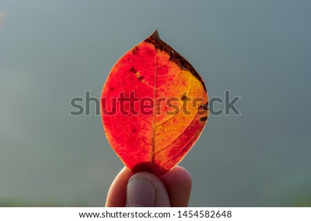 dry red leaves with fresh background, photo use for idea design