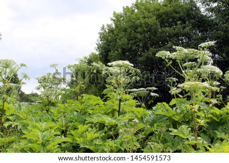 Hogweed growing near the road. A very dangerous plant that causes severe skin burns.