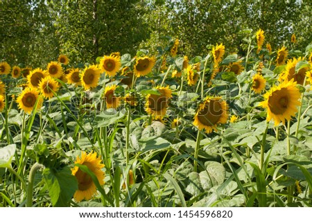Sunflower field and beautiful blue sky.Sunflower natural background