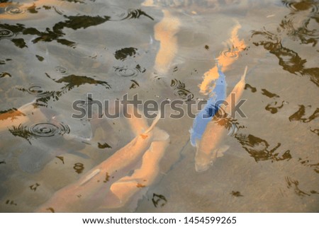 trout fish swims in water
