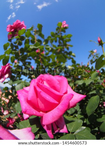 Beautiful red rose Botanical garden