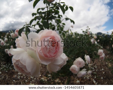 Beautiful white rose Botanical garden