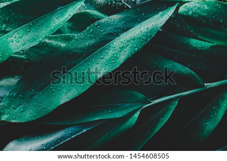 Dew and Green leaves background.Green leaves color dark tone after raining in the morning.Tropical Plant , environment,fresh,photo concept nature and plant. Royalty-Free Stock Photo #1454608505