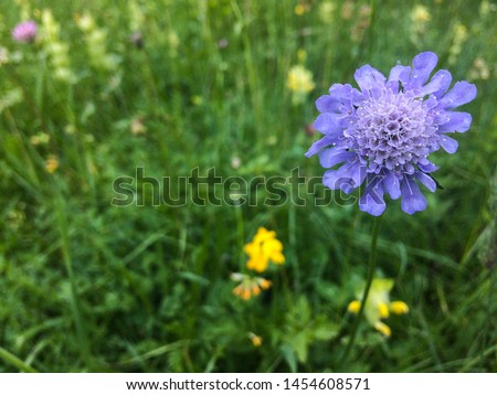Close-up photo of beautiful wildflower in summer